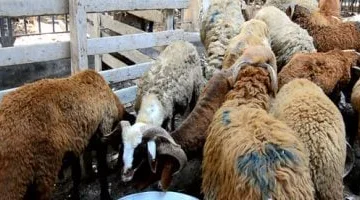زراعة شمال سيناء تعلن عن حجز أضاحي العيد للعاملين والمواطنين