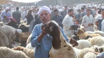 دليلك لاختيار خروف العيد.. 17 خطوة لضمان أضحية سليمة