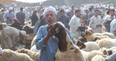 دليلك لاختيار خروف العيد.. 17 خطوة لضمان أضحية سليمة دليلك لاختيار خروف العيد.. 17 خطوة لضمان أضحية سليمة