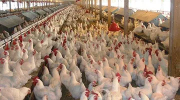 ارتفاع أسعار الطيور بأسواق الإسكندرية.. والبيض يسجل 130 جنيها