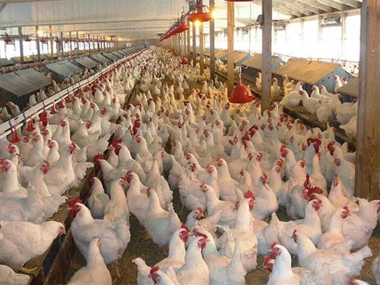 ارتفاع أسعار الطيور بأسواق الإسكندرية.. والبيض يسجل 130 جنيها ارتفاع أسعار الطيور بأسواق الإسكندرية.. والبيض يسجل 130 جنيها