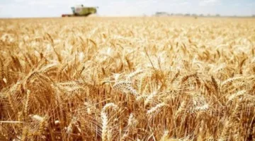 محافظ الدقهلية: استلام 212 ألف طن من القمح المحلي في مراكز التعبئة والتخزين
