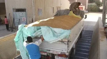 توريد 158 ألف طن من القمح للصوامع بأسوان