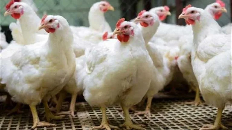زيادة أسعار الطيور في أسواق الإسكندرية.. والدجاج الأبيض يصل إلى 120 جنيها للكيلو زيادة أسعار الطيور في أسواق الإسكندرية.. والدجاج الأبيض يصل إلى 120 جنيها للكيلو