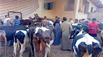 قافلة بيطرية مجانية فى منطقة جنيفة بالسويس