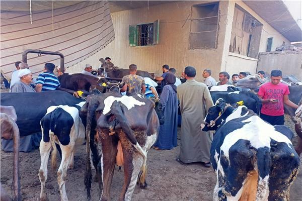 قافلة بيطرية مجانية فى منطقة جنيفة بالسويس قافلة بيطرية مجانية فى منطقة جنيفة بالسويس