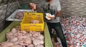 ضبط دواجن مجهولة المصدر غير صالحة للاستهلاك الآدمى فى المنوفية