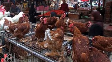 أسعار الدواجن اليوم الأحد 4-5-2025 بأسواق محافظة البحيرة