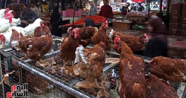 أسعار الدواجن اليوم الاثنين 5-5-2025 بأسواق محافظة البحيرة