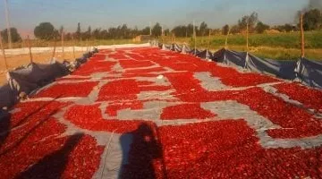 كل ما تريد معرفته عن مقومات الأقصر بالقطاع الزراعى وفرص الاستثمار الزراعى