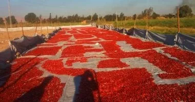كل ما تريد معرفته عن مقومات الأقصر بالقطاع الزراعى وفرص الاستثمار الزراعى كل ما تريد معرفته عن مقومات الأقصر بالقطاع الزراعى وفرص الاستثمار الزراعى