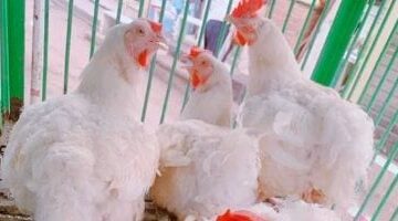 سعر الفراخ بالأسواق اليوم الاثنين فى المنوفية.. الفراخ البيضاء بـ84 جنيها