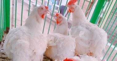 أسعار الفراخ اليوم الخميس 8- 5-2025 بمحافظة مطروح.. الكيلو بـ 80 جنيها أسعار الفراخ اليوم الخميس 8- 5-2025 بمحافظة مطروح.. الكيلو بـ 80 جنيها