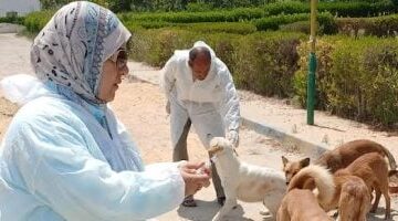 الطب البيطري بالإسماعيلية يحصن الكلاب الضالة ضد مرض السعار