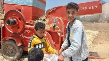 القمح يرسم البهجة على وجوه الأطفال أثناء مشاركة أهاليهم الحصاد.. فيديو صور