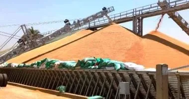 محافظ سوهاج: وصول 130 ألف طن من القمح منذ بداية موسم التوريد بزيادة 20% مقارنة بالعام السابق محافظ سوهاج: وصول 130 ألف طن من القمح منذ بداية موسم التوريد بزيادة 20% مقارنة بالعام السابق