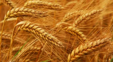 "الإرشاد الزراعي" يصدر توصيات فنية وإرشادية لمحاصيل مايو 2025