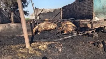 نفوق 12 رأس ماشية وحصان فى حريق حظيرة مواشى عشوائية فى طوخ