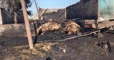 نفوق 12 رأس ماشية وحصان فى حريق حظيرة مواشى عشوائية فى طوخ نفوق 12 رأس ماشية وحصان فى حريق حظيرة مواشى عشوائية فى طوخ