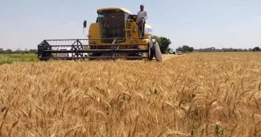 توريد أكثر من 95 ألف طن قمح بسوهاج وصرف مستحقات تجاوزت المليار جنيه للمزارعين توريد أكثر من 95 ألف طن قمح بسوهاج وصرف مستحقات تجاوزت المليار جنيه للمزارعين