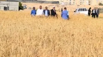 جامعة العريش تحقق إنجازًا جديدًا فى زراعة القمح المقاوم للملوحة والجفاف