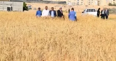 جامعة العريش تحقق إنجازًا جديدًا فى زراعة القمح المقاوم للملوحة والجفاف جامعة العريش تحقق إنجازًا جديدًا فى زراعة القمح المقاوم للملوحة والجفاف