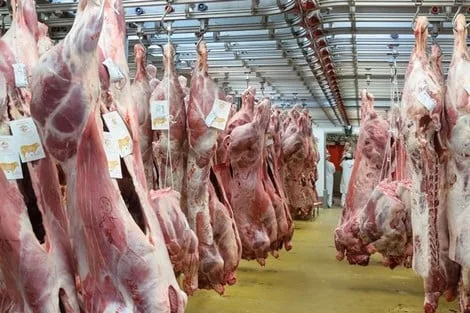 “المدثر للإنتاج الحيواني”: أسعار اللحوم في المجازر تبدأ من 225 جنيهًا وتصل حتى 400 جنيه للضأن. “المدثر للإنتاج الحيواني”: أسعار اللحوم في المجازر تبدأ من 225 جنيهًا وتصل حتى 400 جنيه للضأن.