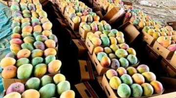 الحكومة تنفي شائعات حول تصدير المانجو وتفندها كـ ‘حملة تضليل’