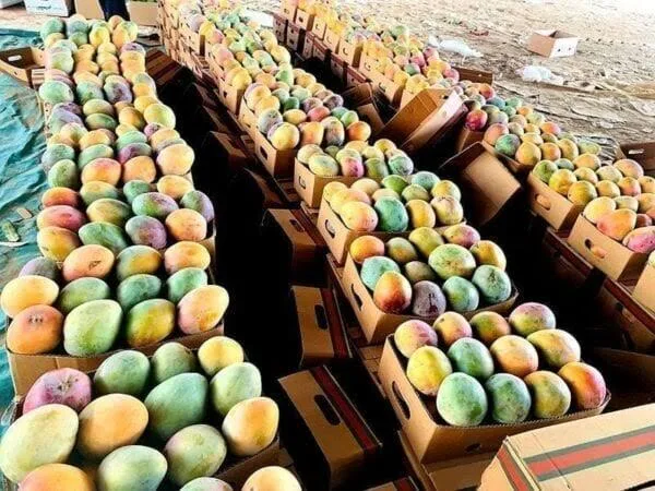 المستشار الإعلامي لمجلس الوزراء يرد على معلومات خاطئة حول تصدير المانجو ويعتبرها “حملة شائعات” المستشار الإعلامي لمجلس الوزراء يرد على معلومات خاطئة حول تصدير المانجو ويعتبرها “حملة شائعات”