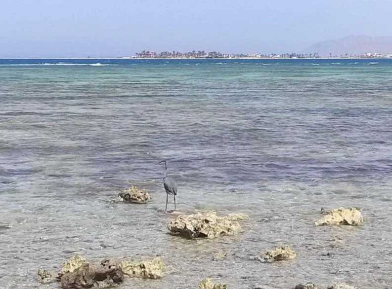 تراجع المياه عن شاطئ الجبيل بطور سيناء 30 مترا وظهور الشعاب المرجانية المتحجرة
