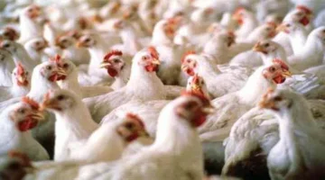 30% من الدواجن في مصر فقدت حياتها نتيجة فيروس وبائي.. تأكيد رئيس اتحاد منتجي الدواجن