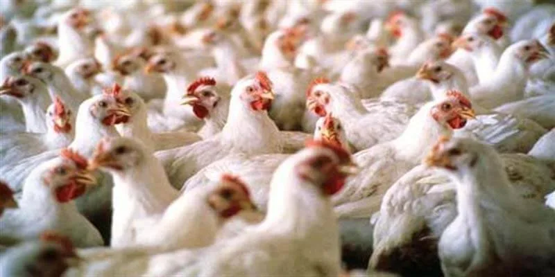 30% من الدواجن في مصر فقدت حياتها نتيجة فيروس وبائي.. تأكيد رئيس اتحاد منتجي الدواجن
