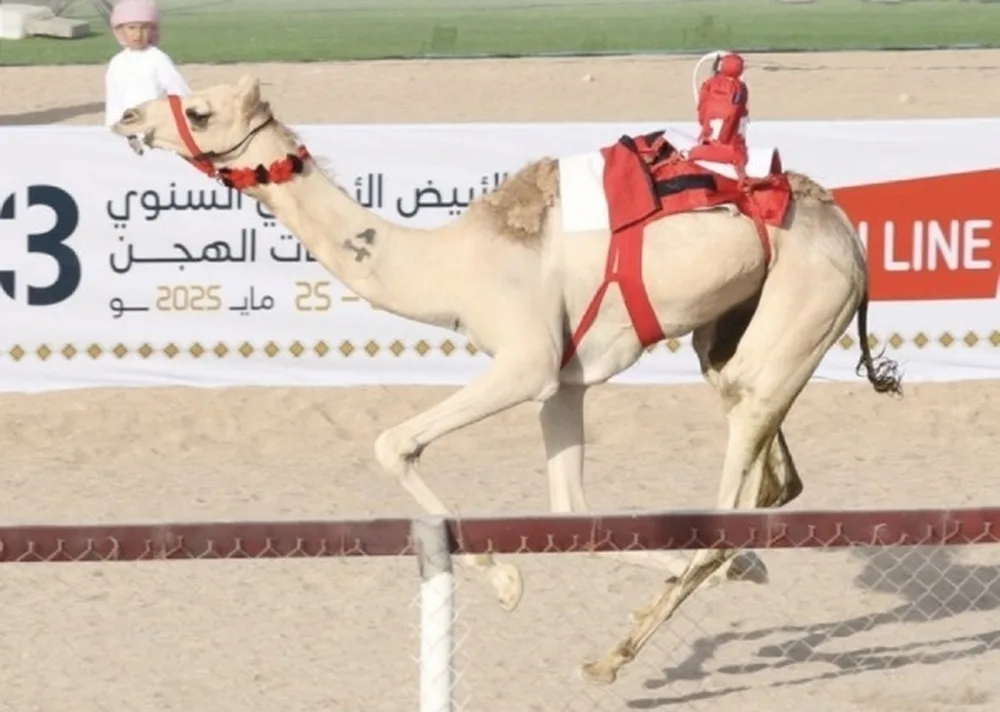 4 جولات رئيسية في مهرجان سباقات الهجن الأهلي الثالث عشر بالأبيض بسناو