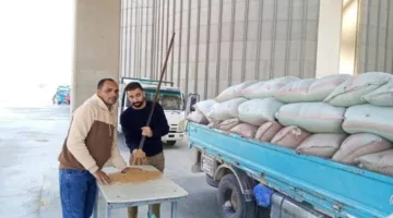 صوامع المنيا تستقبل المحصول: أكثر من 330 ألف طن من القمح المحلي في موسم 2025