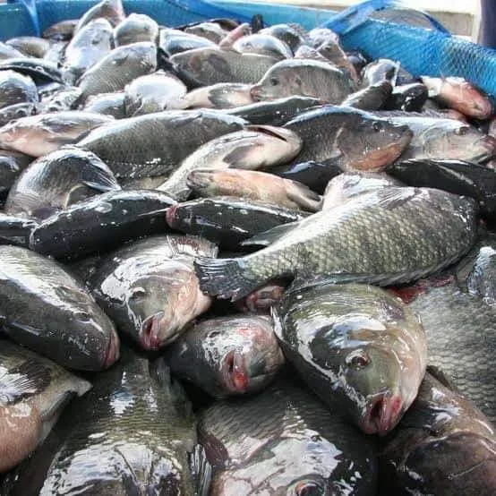 البلطي بـ80 جنيها للكيلو.. انخفاض في أسعار الأسماك بأسواق الإسكندرية البلطي بـ80 جنيها للكيلو.. انخفاض في أسعار الأسماك بأسواق الإسكندرية
