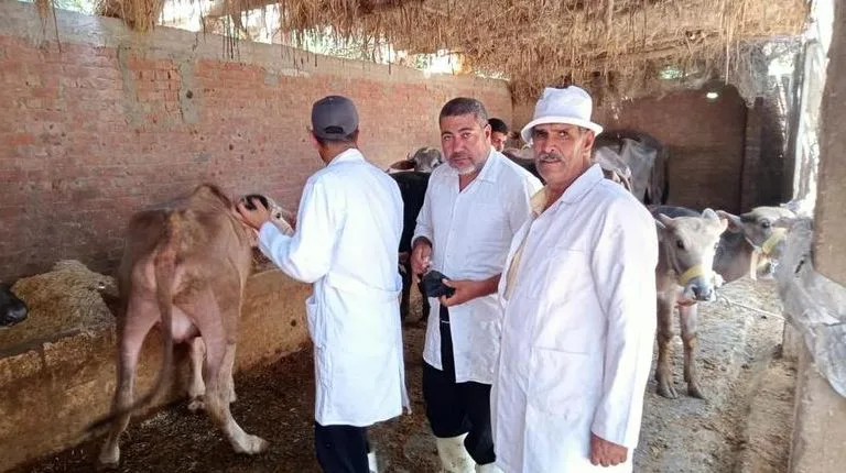 تحصين 331 ألف رأس ماشية لمكافحة الحمى القلاعية والوادي المتصدع بالمنوفية تحصين 331 ألف رأس ماشية لمكافحة الحمى القلاعية والوادي المتصدع بالمنوفية
