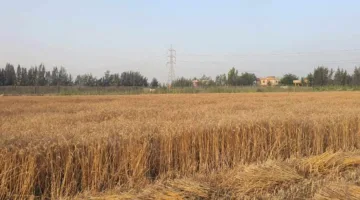 بدء موسم حصاد القمح من مزرعة كلية الزراعة في جامعة دمنهور