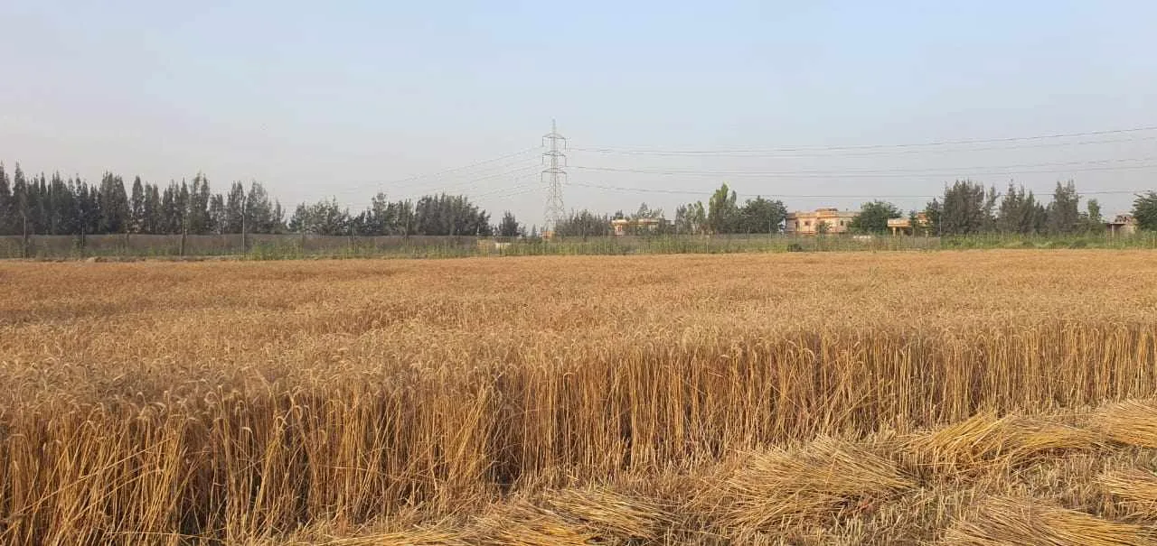 بدء موسم حصاد القمح من مزرعة كلية الزراعة في جامعة دمنهور بدء موسم حصاد القمح من مزرعة كلية الزراعة في جامعة دمنهور
