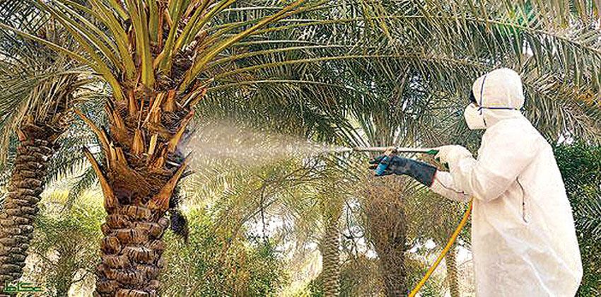 الوادي الجديد.. تنفيذ ندوة حقلية عن مكافحة سوسة النخيل بمنطقة غرب الموهوب بالداخلة الوادي الجديد.. تنفيذ ندوة حقلية عن مكافحة سوسة النخيل بمنطقة غرب الموهوب بالداخلة