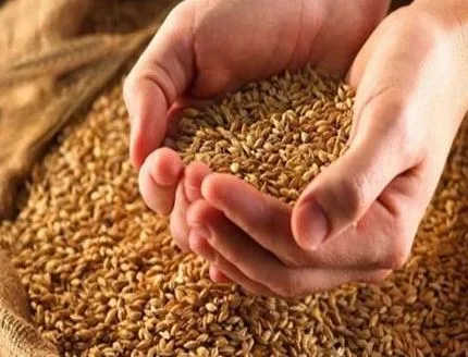 ضبط كميات من القمح تستخدم لأغراض غير مخصصة في البحيرة