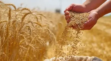 وزير الزراعة: نشهد زيادة 10% في إنتاجية فدان القمح.. وتوريد 1.6 مليون طن حتى اليوم