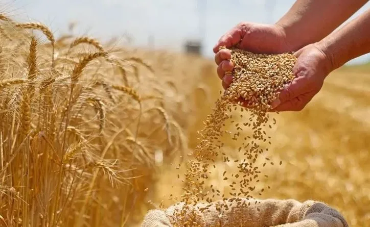 وزير الزراعة: نشهد زيادة 10% في إنتاجية فدان القمح.. وتوريد 1.6 مليون طن حتى اليوم وزير الزراعة: نشهد زيادة 10% في إنتاجية فدان القمح.. وتوريد 1.6 مليون طن حتى اليوم
