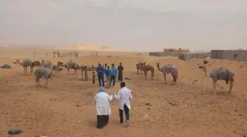 إطلاق قافلة بيطرية مشتركة لتقديم الفحوصات المجانية للحيوانات في مركز الحسنة بشمال سيناء