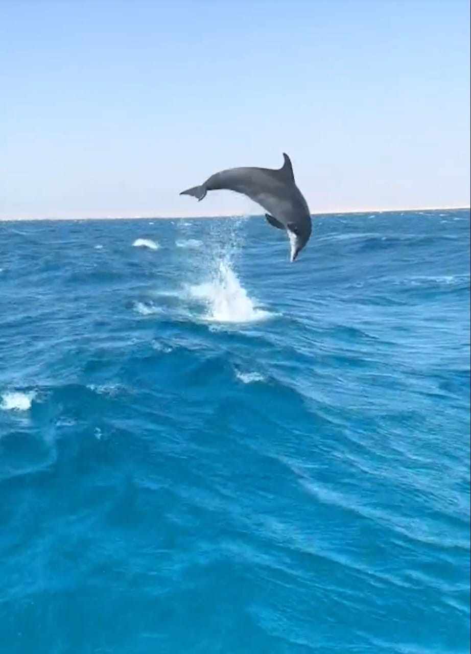 ظهور دولفين على شاطئ بالغردقة يجذب أنظار مدربي الغوص وقائدي مراكب السفاري ظهور دولفين على شاطئ بالغردقة يجذب أنظار مدربي الغوص وقائدي مراكب السفاري