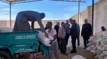 توصيل 280 ألف طن من القمح المحلي إلى الصوامع والشون منذ انطلاق موسم الحصاد والتوريد في بني سويف.
