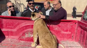 ضبط شبل أسد داخل مخيم سفاري بالغردقة في حملة بيئية والنيابة تبدأ التحقيقات