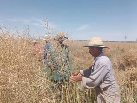 بدء حصاد نبات الكانولا بمركز الداخلة في الوادي الجديد بدء حصاد نبات الكانولا بمركز الداخلة في الوادي الجديد