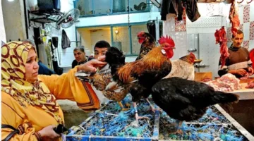 أسعار الدواجن تصل إلى 120 جنيها للكيلو.. استياء واسع بين سكان الإسكندرية: سنوقف الشراء حتى تنخفض الأسعار