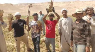 بدء موسم حصاد محصول بنجر السكر في الوادي الجديد