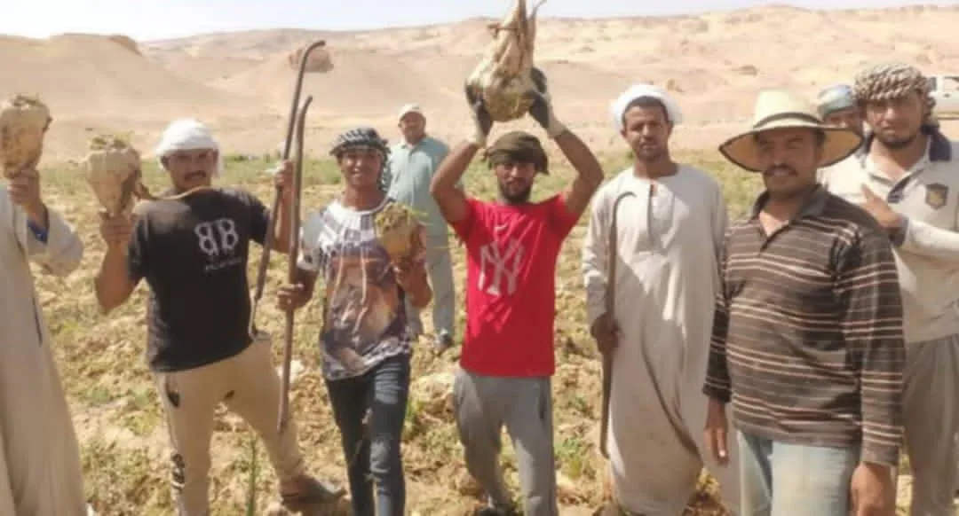 بدء موسم حصاد محصول بنجر السكر في الوادي الجديد